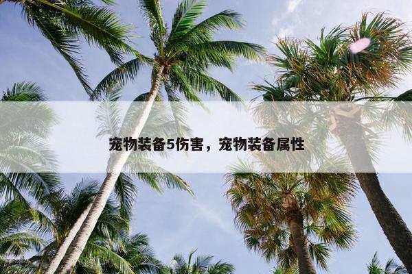 宠物装备5伤害，宠物装备属性