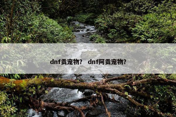 dnf贡宠物？ dnf阿贡宠物？