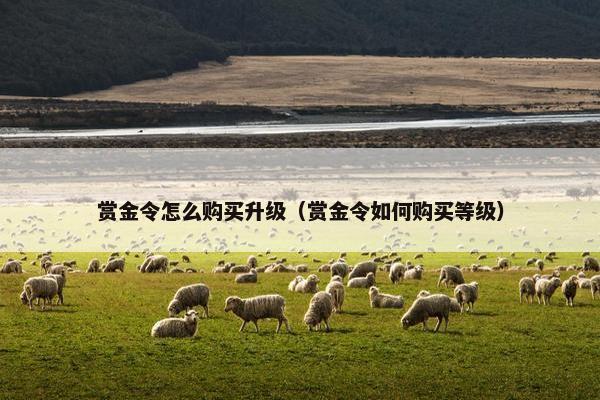 赏金令怎么购买升级（赏金令如何购买等级）