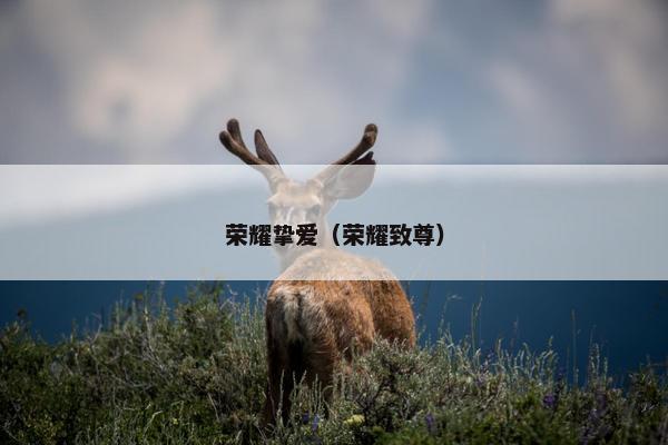 荣耀挚爱（荣耀致尊）