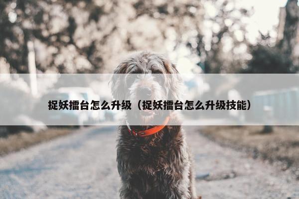捉妖擂台怎么升级（捉妖擂台怎么升级技能）